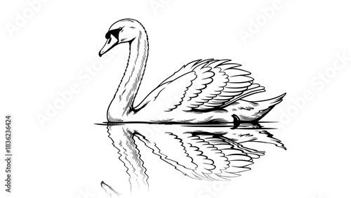 Elegant swan gliding on water in artistic sketch style with beautiful reflection for logo design or nature illustration