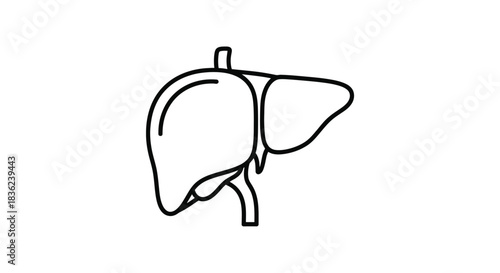 Simple line icon representing the human liver