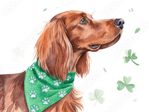 Saint patrick day element, Irish Setter dog with shamrock bandana in watercolor style, isolated on transparent background-
