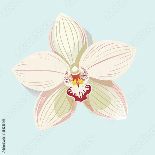 Close up of a light pink and green orchid flower bloom illustration