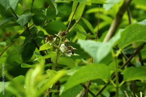Honey bee collecting nectar on wild raspberry flower in greenery