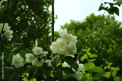 White jasmine flowers blooming on branches in bright green forest
