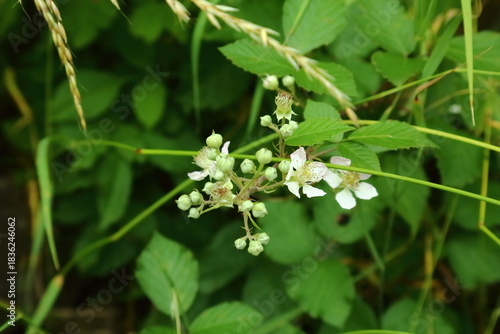 Wild blackberry flowers and buds growing among green summer foliage