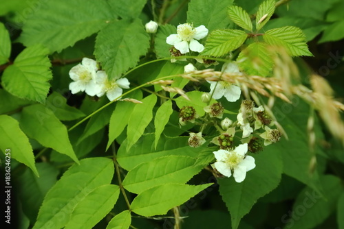 Wild blackberry flowers and young berries growing among green leaves
