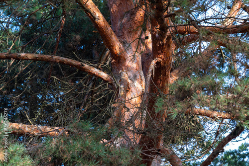 Pine wood tree branch, pinus sylvestris, in harsh sunlight.