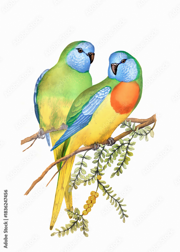 Obraz premium Colorful parrot illustration. Tropical bird.