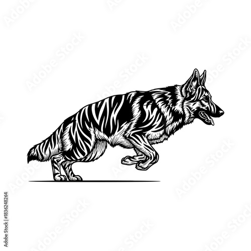 Dynamic German Shepherd Illustration - A Study in Motion and Detail.