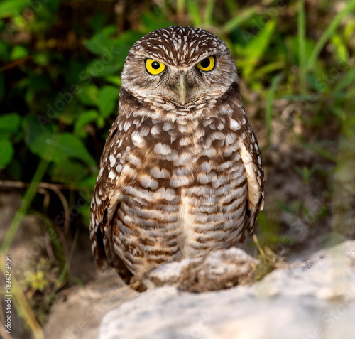 Burrowing Owl on a rock