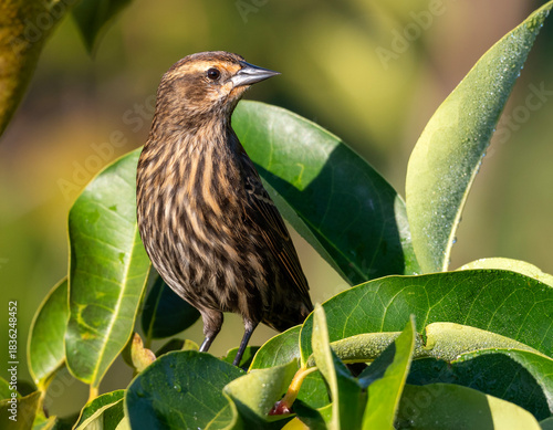 Female Red winged Blackbird perched in the leaves