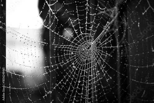 Spinnennetz im Frost mit Wassertropfen