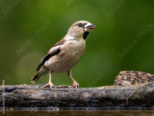 Hawfinch on a branch
