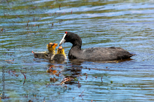 Crested Coot family on a lake