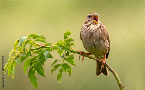 Corn Bunting on a branch