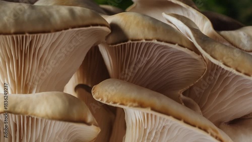 Macro timelapse mushrooms growing near moss-covered tree bark. Close-up fungi smooth beige caps and delicate gills, illuminated with warm natural light. Organic shapes texture, forest atmosphere