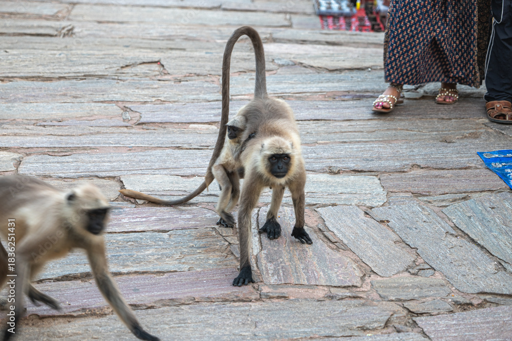Fototapeta premium Jaipur, India - 09.20.2025: Lemurs at Amer, Amber Palace