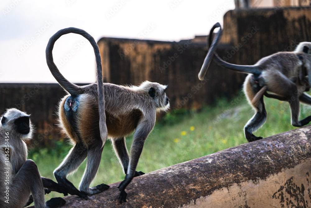 Fototapeta premium Jaipur, India - 09.20.2025: Lemurs at Amer, Amber Palace
