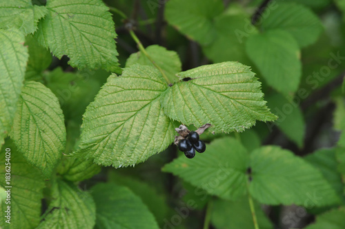 Obraz na plátne Rhodotypos scandens glossy black nutlets forming clustered autumn fruits that pe
