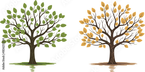 Seasonal tree contrast, green summer tree, autumn orange foliage, nature reflection, seasonal change, landscape illustration, dual season concept, vibrant colors