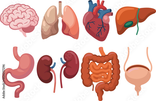 Detailed medical illustration set of human organs including brain, lungs, heart, liver, stomach, kidneys, intestines and bladder for anatomy education