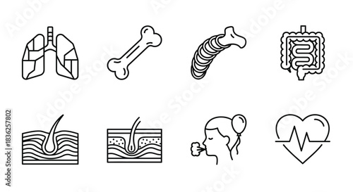 Set of human internal organs and body parts icons, including lungs, bone, intestine, skin cross section, coughing, and heart rate