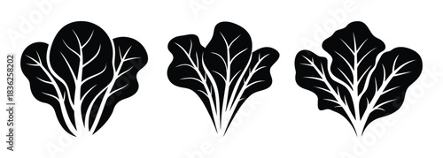 Fresh spinach bunches arranged for a delightful salad or vibrant culinary creation, use these organic greens to promote healthy eating and add a touch of natural elegance to your designs