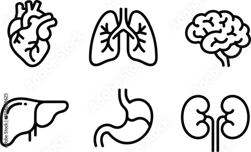 Medical human organ icons in clean line style, heart lungs brain liver stomach kidneys illustration for healthcare, anatomy, hospital and wellness design