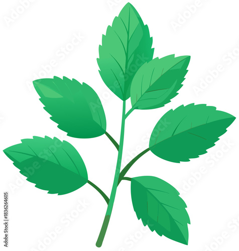 Spearmint