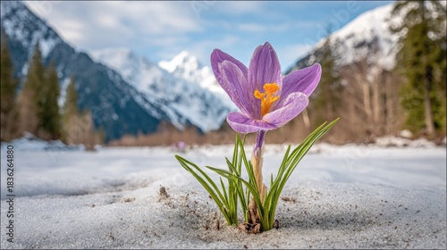 Purple wildflower emerges through melting snow in a vast mountain valley