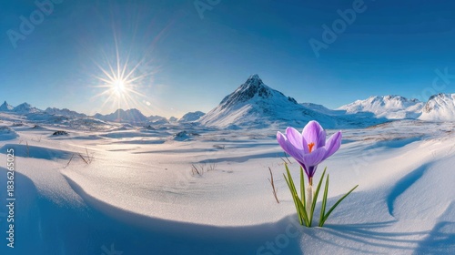 Brilliant sunlight illuminates a solitary purple bloom emerging through fresh snow in a vast mountain landscape