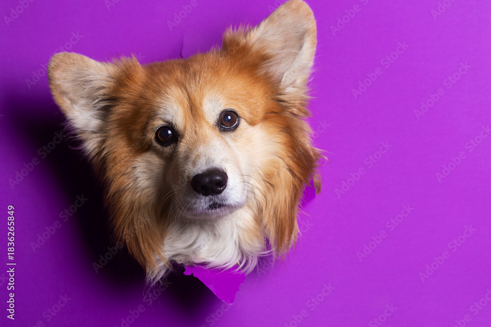 Obraz premium corgi fluffy portrait