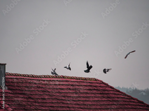birds on roof