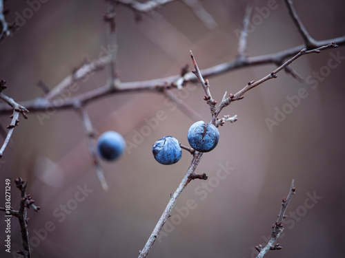 berries on a branch