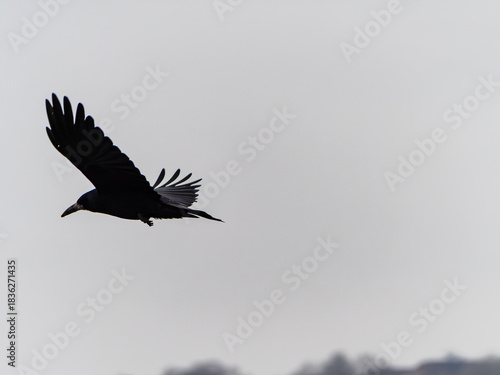 Crow in flight