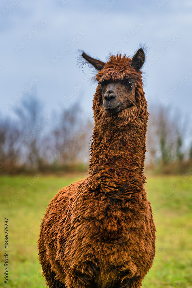 Naklejka premium Brown alpaca portrait with detailed fur and soft background, standing in a grassy field. Ideal for farm, nature, animal and rural themes