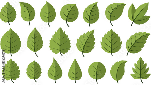 Collection of Various Green Leaves Illustrations Isolated on White Background