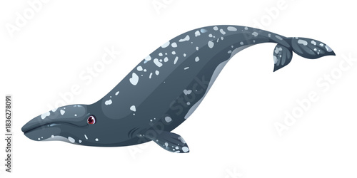 Cartoon cute gray whale whale character. Underwater life big mammal cute character, ocean marine animal happy vector cartoon mascot. Ocean fauna whale specie funny isolated personage
