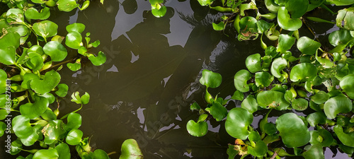 A detailed perspective of lush green aquatic plants gracefully floating on a dark, reflective water surface,