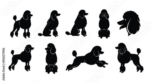 A collection of black silhouettes depicting various poodle dog poses and sizes