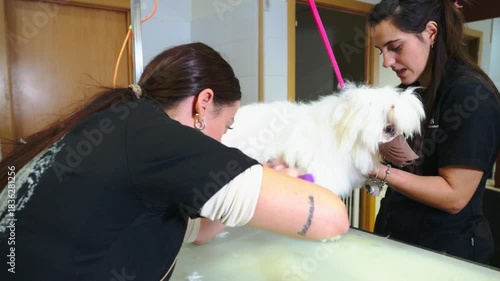 Professional groomers brushing a maltese dog at a pet salon