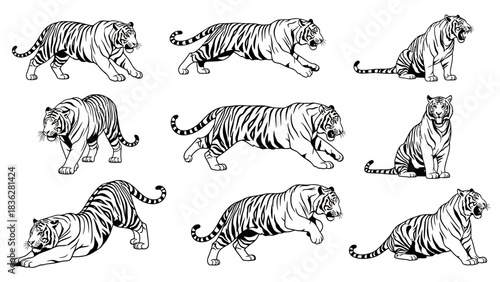 Collection of Majestic Tigers Posed in Various Dynamic Stances, Showcasing Their Power and Grace