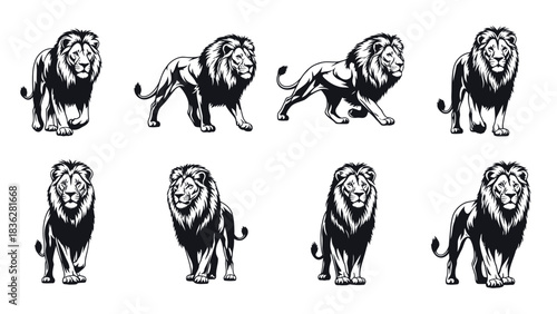 A majestic collection of black and white male lion illustrations in various powerful poses. Graphic vector set of the king of beasts with a prominent mane