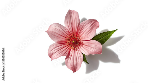 Pink Petal Radiance: A delicate pink flower, its petals gracefully unfurling, accompanied by a solitary green leaf, casts a soft shadow, a celebration of natural elegance.