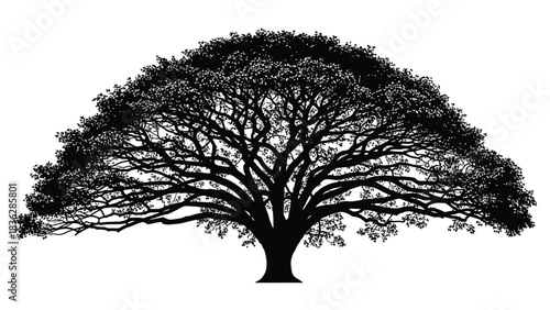 Silhouette of a tree with branches and leaves