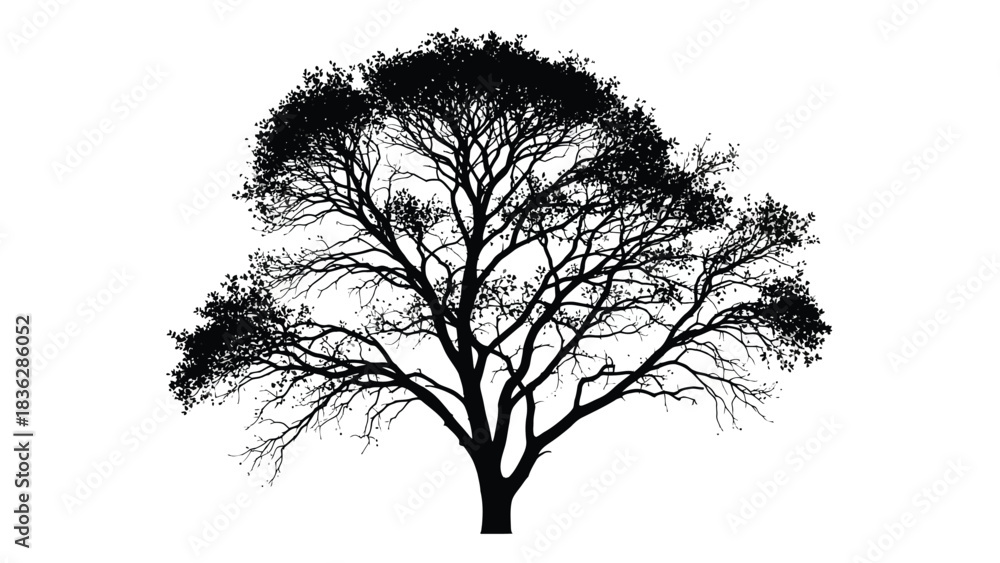 Obraz premium Silhouette of a tree with branches and leaves