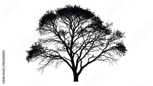 Silhouette of a tree with branches and leaves