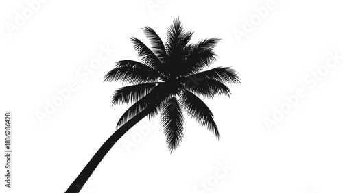 Palm tree silhouette against white background