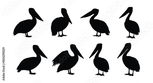 A collection of black pelican silhouettes in varied poses and positions