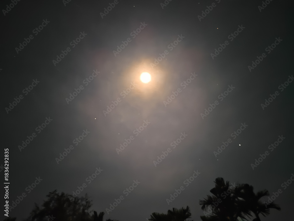 Naklejka premium full moon behind the silhouette of trees at night