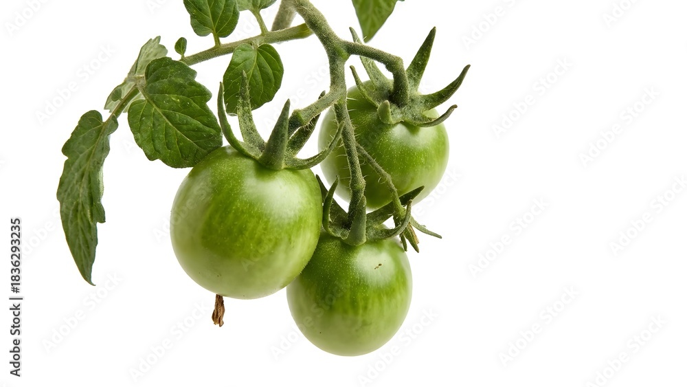 Fototapeta premium Unripe green tomatoes on a vine with leaves, fresh garden produce isolated on a white background
