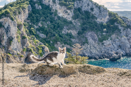 A cute cat posing on a stunning observation point with a wonderful view overlooking the rocky cliffs and coast of Paleokastritsa Bay, Corfu, Greece